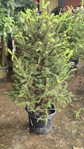 Cây Thông Noel