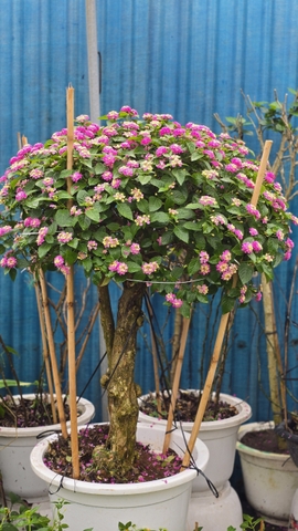 Cây Ngũ Sắc Cổ Thụ