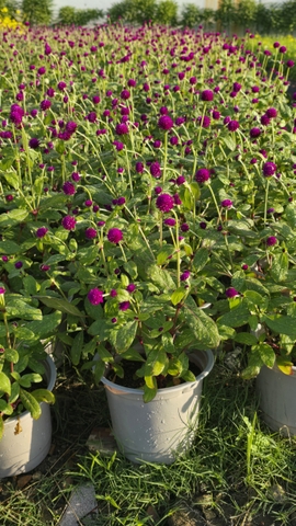 Cây Cúc Bách Nhật