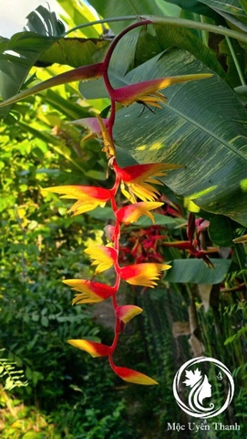 Cây Chuối 