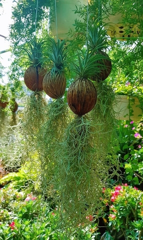 Cây Không Khí Tóc Tiên