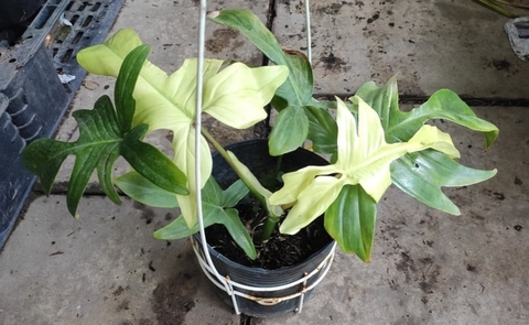 Cây Trầu Bà Cánh Én