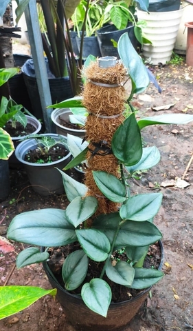 Cây Trầu Bà Ngọc Trai