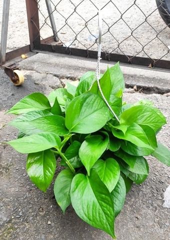 Cây Trầu Bà Thái Xanh