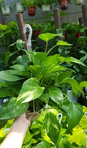 Cây Trầu Bà Xanh