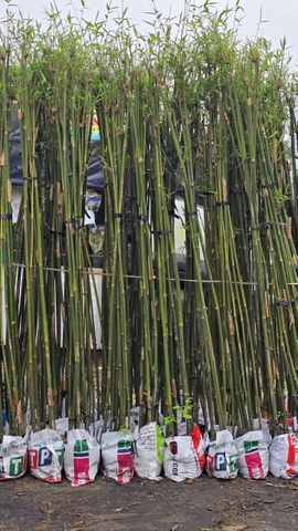 Cây Trúc Cần Câu