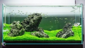 Phong Cách Iwagumi – Nghệ Thuật Xếp Đá Trong Hồ Thủy Sinh