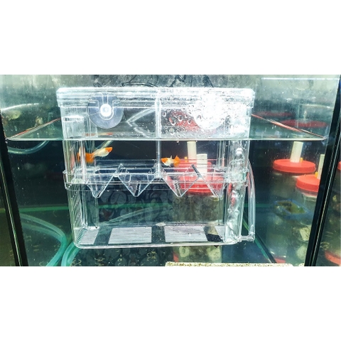 Lồng Đẻ Mica Cho Cá Guppy, Cá Mún, Cá Cảnh Nhỏ....