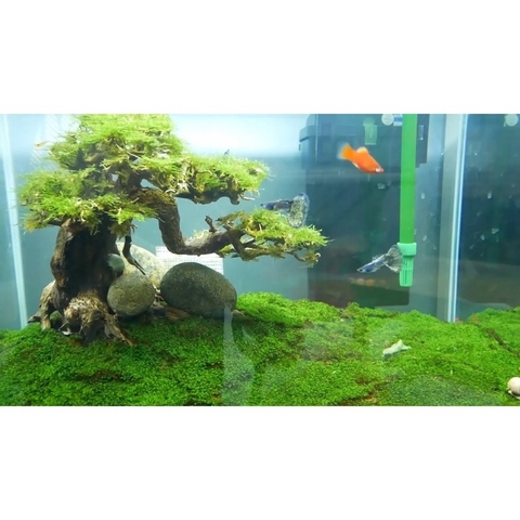 RÊU MINIFISS LÁ NƯỚC TRẢI NỀN CHO HỒ THUỶ SINH - HÀNG DẦY ĐẸP (1 hộp 5 tấc 10x15cm)