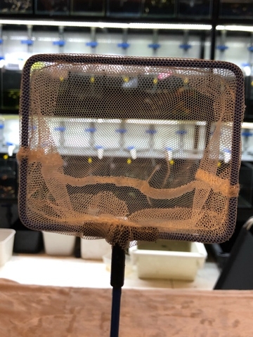 Vợt Lưới Amazon chuyên dụng cho hồ cá cảnh, hồ thủy sinh