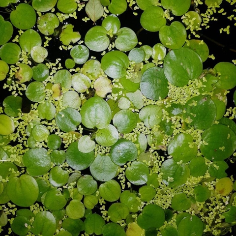 1 Cây Bèo Nhật - Phụ Kiện Trang Trí Hồ Cá Dễ Trồng Dễ Sống