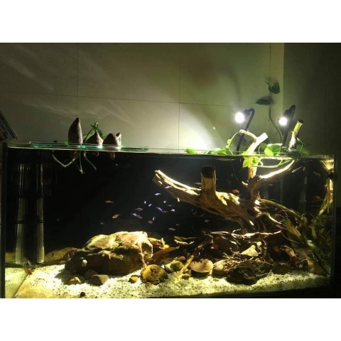 Đèn Led Rọi Thuỷ Sinh Biotop - Thích Hợp cho những hồ Thuỷ Sinh, hồ Bán Cạn, Hồ Tiểu Cảnh...