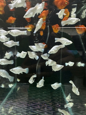 Mún Molly Short Platinum