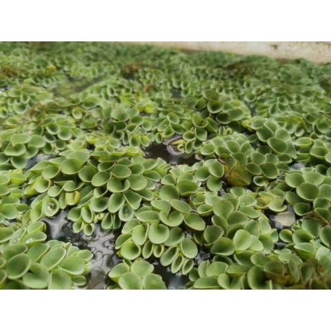 1 Cây Bèo Tổ Ong - Phụ Kiện Trang Trí Hồ Cá Dễ Trồng Dễ Sống