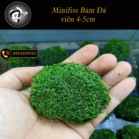 Đá Rêu Minifss Lá Nước - tiểu cảnh trang trí hồ cá - Fiss ball