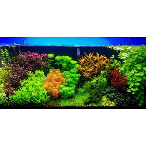 Cây Thủy Sinh Cắt Cắm - Trang Trí Hồ Cá Thêm Sinh Động