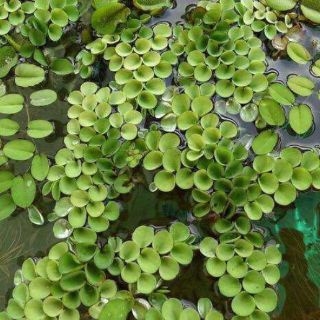 1 Cây Bèo Tổ Ong - Phụ Kiện Trang Trí Hồ Cá Dễ Trồng Dễ Sống