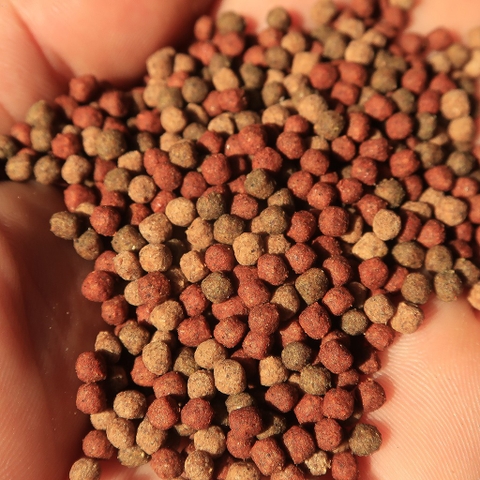 Cám Chuyên Dụng Cho Cá La Hán D&N Sáng Châu, Đầu Tốt