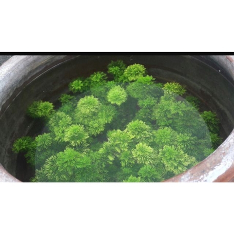 10 Nhánh Rong La Hán Xanh / Tiểu Bảo Tháp - Đơn Giản, Dễ Trồng, Dễ Sống Cho Hồ Cá Cảnh