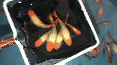 Vợt vớt cá, múc được luôn nước tránh sốc và ránh vây cá