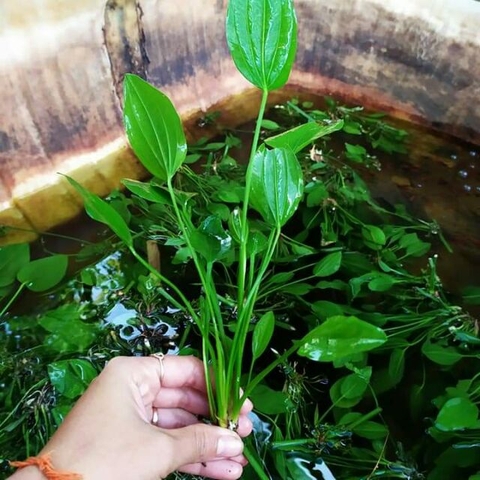 Cây Lan Nước (Bách Thủy Tiên) - Cây Thủy Sinh Dễ Trồng, Dễ Sống (1 Cây 3-5 Nhánh Có Rễ)