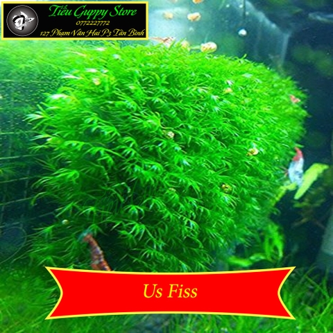 Rêu Thủy Sinh Gắn Lũa, Đá | MINI TAIWAN - US FISS - WEPPING - FLAME - SPINKY - ROSE MOSS