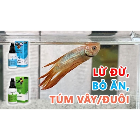 ANTI STRESS - Giải Độc Khẩn Cấp, Giảm Căng Thẳng và Phòng cho Cá Cảnh