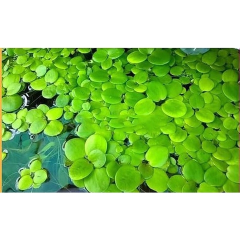 1 Cây Bèo Nhật - Phụ Kiện Trang Trí Hồ Cá Dễ Trồng Dễ Sống