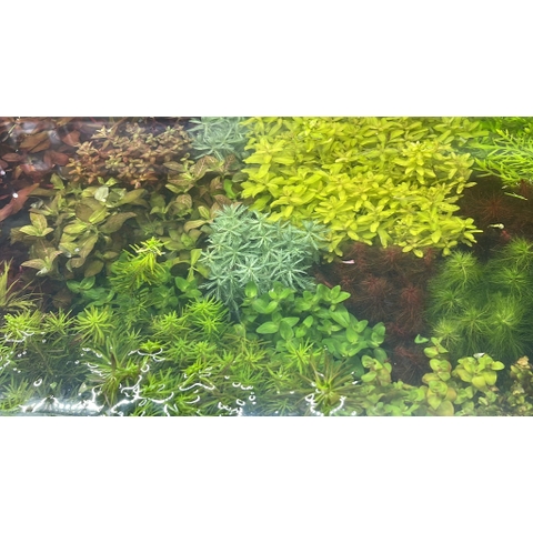 Cây Thủy Sinh Cắt Cắm - Trang Trí Hồ Cá Thêm Sinh Động