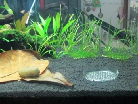 Phân Nền Thủy Sinh SMEKONG - Phân Mekong Chất Lượng Tốt, Giá Thành Rẻ