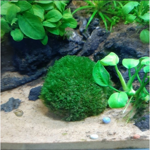 Đá Rêu Minifss Lá Nước - tiểu cảnh trang trí hồ cá - Fiss ball