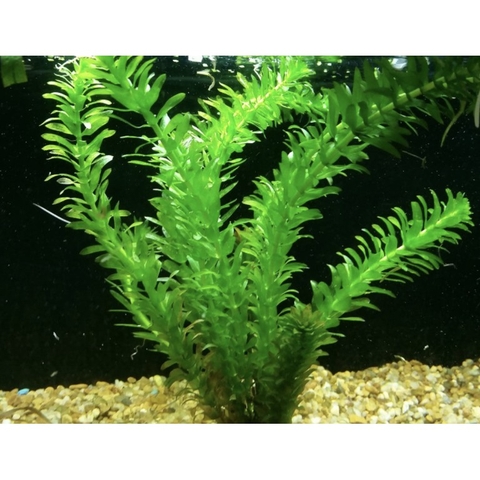 10 nhánh Rong Đuôi Chó Thủy Sinh - Trang Trí, Dễ Trồng, Dễ Sống Cho Hồ Cá Cảnh