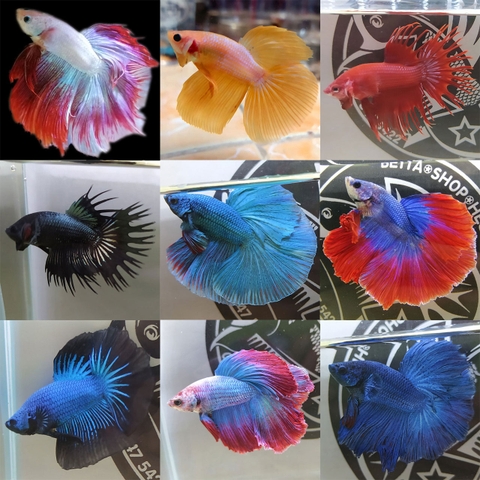 Betta Halfmoon