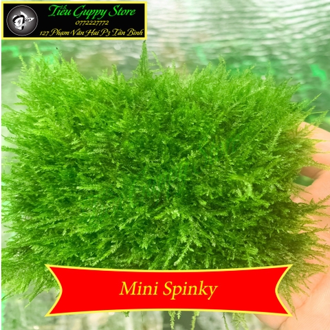 Rêu Thủy Sinh Gắn Lũa, Đá | MINI TAIWAN - US FISS - WEPPING - FLAME - SPINKY - ROSE MOSS