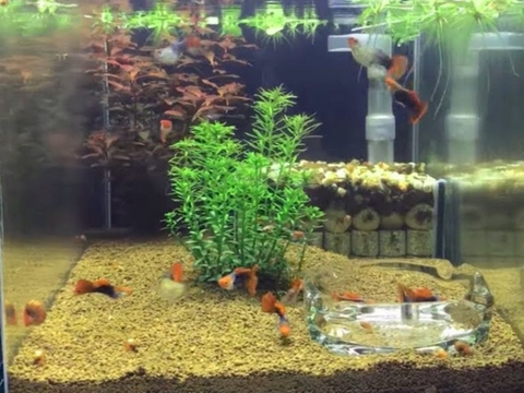 Bộ lọc đáy Taiwan cho hồ cá