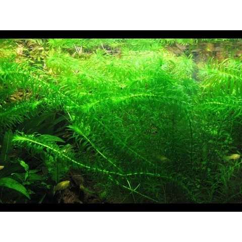10 nhánh Rong Đuôi Chó Thủy Sinh - Trang Trí, Dễ Trồng, Dễ Sống Cho Hồ Cá Cảnh