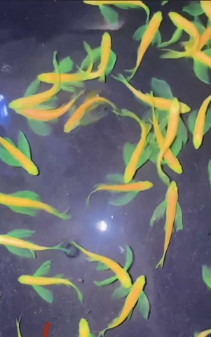 Sọc ngựa cánh tiên