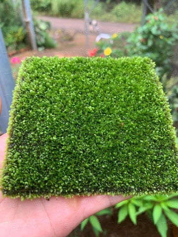Rêu Minifiss bám vải - Sản phẩm tươi, dễ chơi dễ sử dụng (KT 10x10cm)