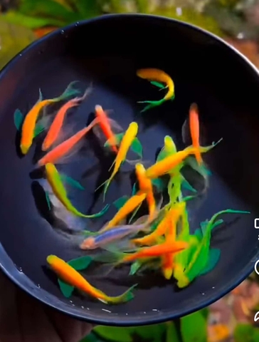 Sọc ngựa cánh tiên