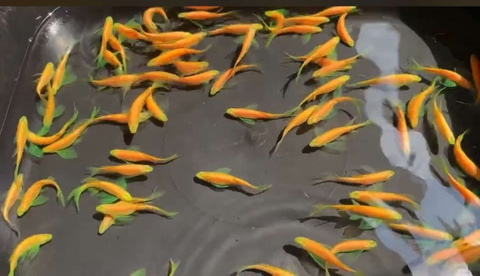 Sọc ngựa cánh tiên