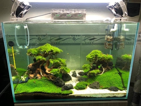 Rêu Minifiss bám vải - Sản phẩm tươi, dễ chơi dễ sử dụng (KT 10x10cm)