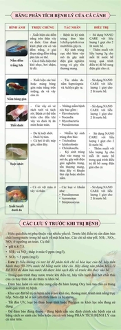 Nano Care Multibio - Chế Phẩm Sinh Học Phòng và Xử Lý Hiệu Quả Thối Đuôi Tuột Nhớt Ở Cá Cảnh Thuỷ Sinh