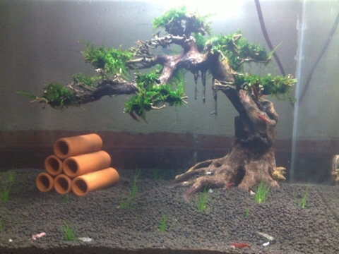 Phân Nền Thủy Sinh SMEKONG - Phân Mekong Chất Lượng Tốt, Giá Thành Rẻ