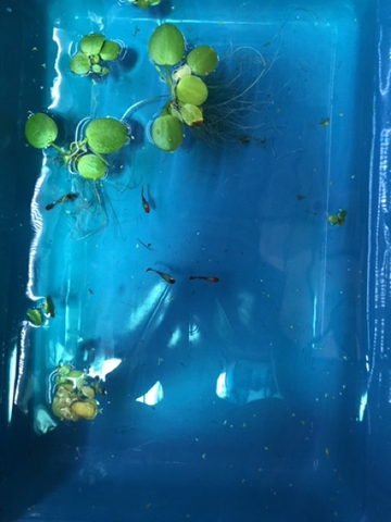 Khay nhựa nuôi cá 35x50x15cm - 15lít - chất liệu nhựa tốt - chỉ giao nội thành SG