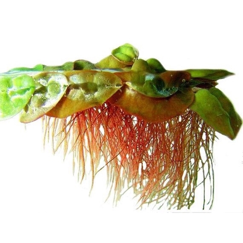 Bèo Rể Đỏ - Bèo Táo - Red Root Floater - Phụ Kiện Trang Trí Hố Cá Dễ Trồng Dễ Nuôi, Ko Cần CO2