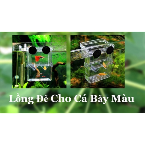 Lồng Đẻ Mica Cho Cá Guppy, Cá Mún, Cá Cảnh Nhỏ....