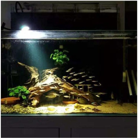 Đèn Led Rọi Thuỷ Sinh Biotop - Thích Hợp cho những hồ Thuỷ Sinh, hồ Bán Cạn, Hồ Tiểu Cảnh...