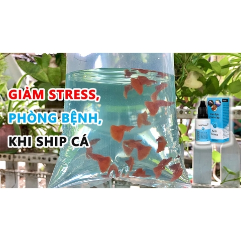 ANTI STRESS - Giải Độc Khẩn Cấp, Giảm Căng Thẳng và Phòng cho Cá Cảnh