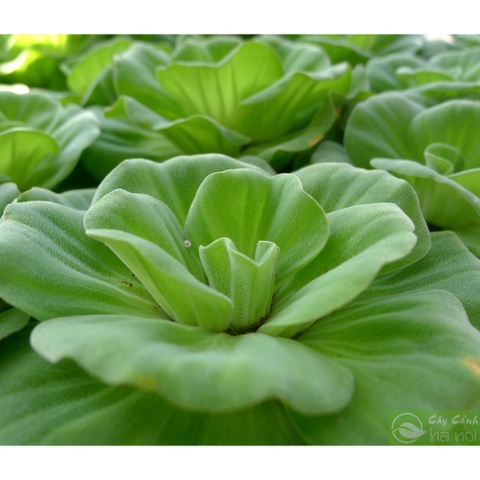 1 Cây Bèo Cái (Bèo Hoa Dâu) - Cây Thủy Sinh Trang Trí Hồ Cá Dễ Trồng Dễ Sống Ko Cần CO2