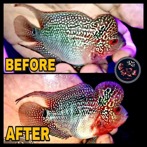 Tôm Trộn Viên cho cá La Hán MIDAS gói 150gram - Red Zoombies